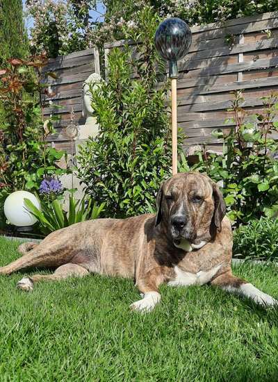 Herdenschutzhunde-Beitrag-Bild