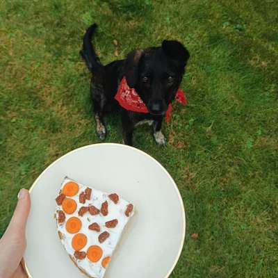 Was hat euch heute mit eurem Hund gefreut?-Beitrag-Bild