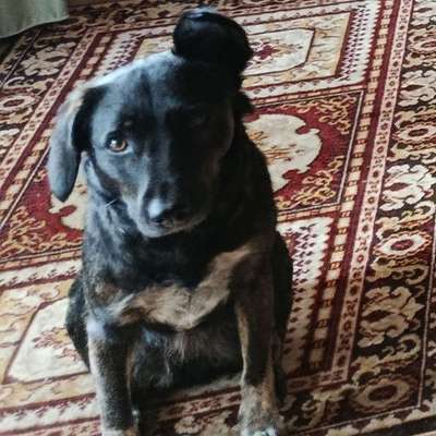 Was hat euch heute mit eurem Hund gefreut?-Beitrag-Bild