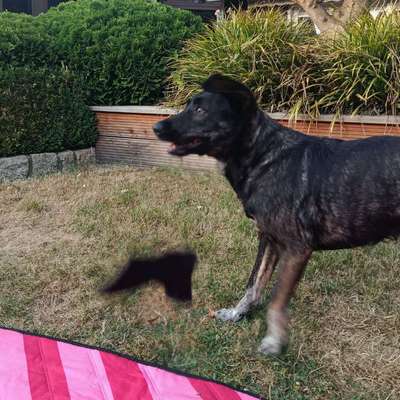 Was hat euch heute mit eurem Hund gefreut?-Beitrag-Bild