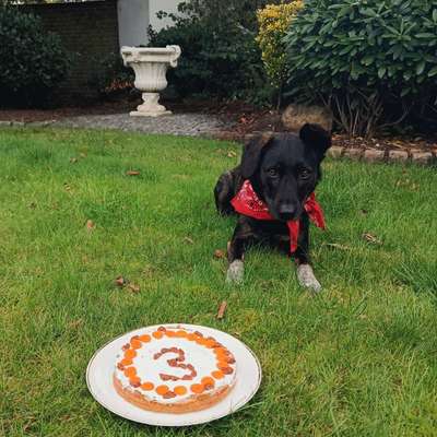 Was hat euch heute mit eurem Hund gefreut?-Beitrag-Bild