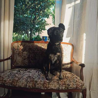 Ein Freundschaftsbucheintrag deines Hundes-Beitrag-Bild