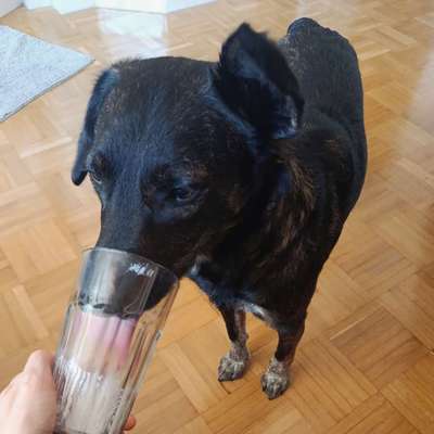 Was hat euch heute mit eurem Hund gefreut?-Beitrag-Bild