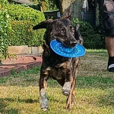 Was hat euch heute mit eurem Hund gefreut?-Beitrag-Bild