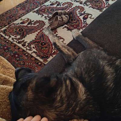 Was hat euch heute mit eurem Hund gefreut?-Beitrag-Bild