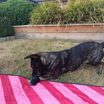 Was hat euch heute mit eurem Hund gefreut?-Beitrag-Bild