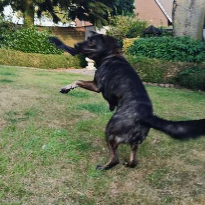 Was hat euch heute mit eurem Hund gefreut?-Beitrag-Bild