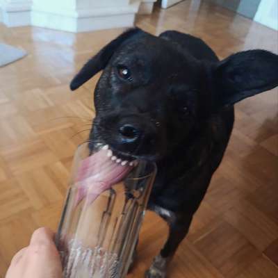 Was hat euch heute mit eurem Hund gefreut?-Beitrag-Bild