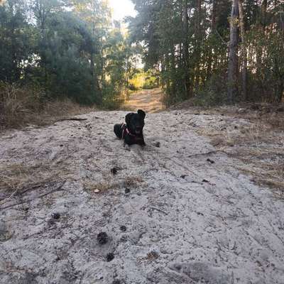 Was hat euch heute mit eurem Hund gefreut?-Beitrag-Bild