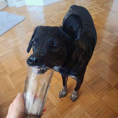 Was hat euch heute mit eurem Hund gefreut?-Beitrag-Bild