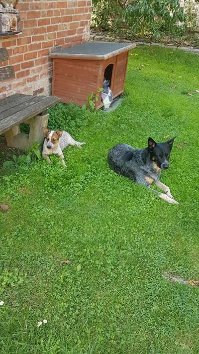 Seltene Rassen!-Beitrag-Bild