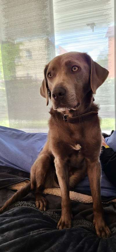 Labradorfans-Beitrag-Bild