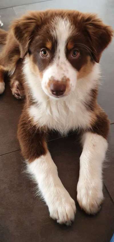 Welpen Bilder !-Beitrag-Bild