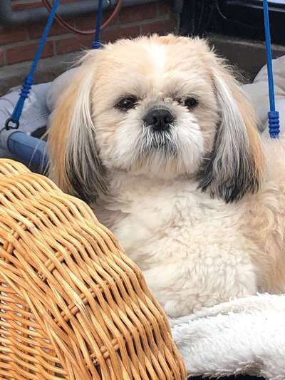 Shih tzu freunde gesucht-Beitrag-Bild