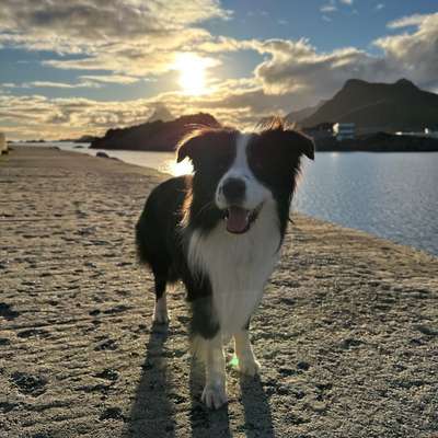 Hundetreffen-Hund-Hund Kommunikation-Bild