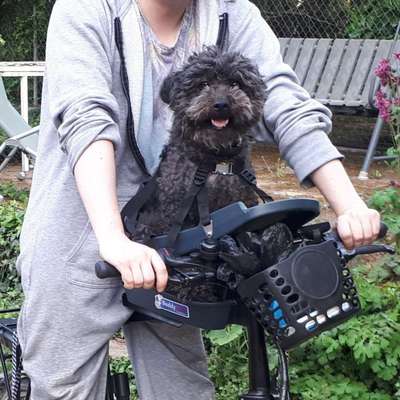 Alles rund um den Pudel-Beitrag-Bild