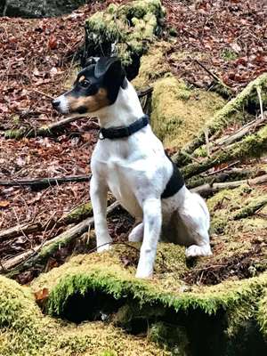 Warum liebst du deinen Hund?-Beitrag-Bild