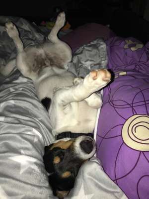 Warum liebst du deinen Hund?-Beitrag-Bild