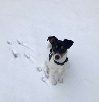 Warum liebst du deinen Hund?-Beitrag-Bild