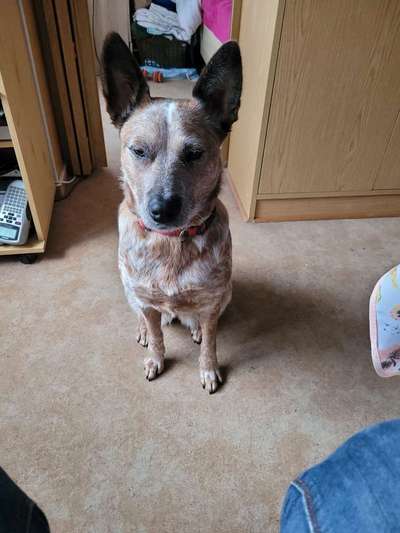 Australian Cattle Dogs-Beitrag-Bild