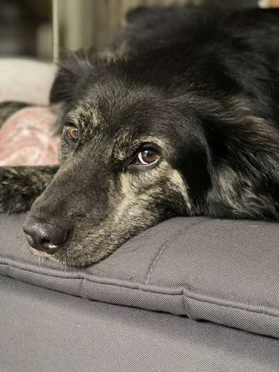 Hundetreffen-Gemeinsame Spaziergänge im Schicksbaum - gerne auch mal außerhalb-Bild