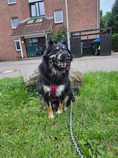 Hundetreffen-Suchen Trainings Partner in kaltenkirchen-Bild