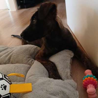 Hundetreffen-Welpentraining / Gassi Runden Winnenden-Bild