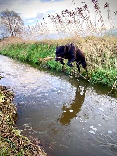 Challenge Nr. 16         Dynamik - Dein Hund in Bewegung-Beitrag-Bild