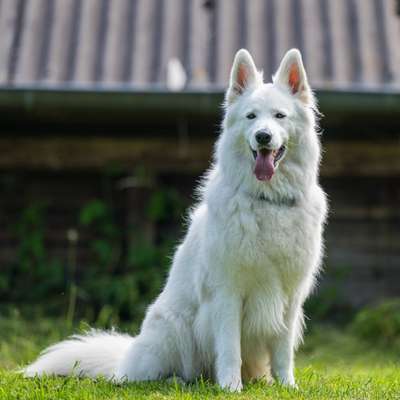 Mit oder ohne Unterfell?-Beitrag-Bild