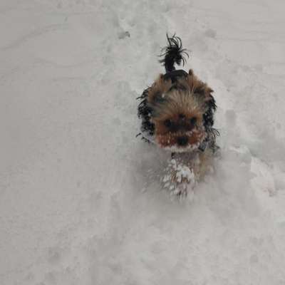 Hundetreffen-Gassirunde-Profilbild