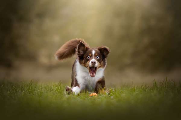 Tierfotografen-Jessica Böcker Fotografie-Bild