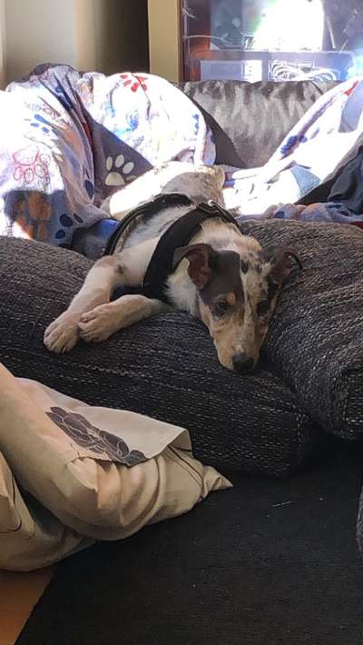 Kurzhaarcollies (und Mixe)-Beitrag-Bild