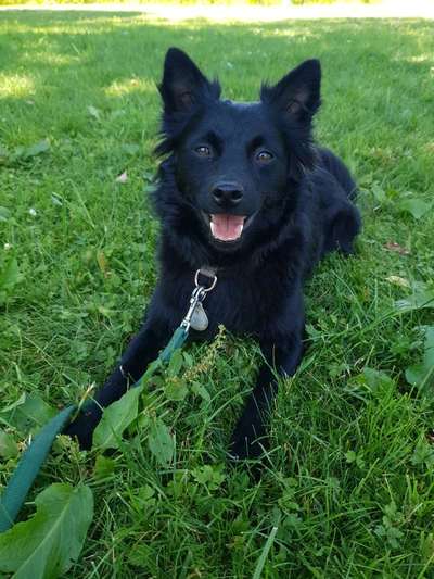 Hundetreffen-Spielrunde und Gassrunde Prinzeugenpark/Fideliopark-Bild