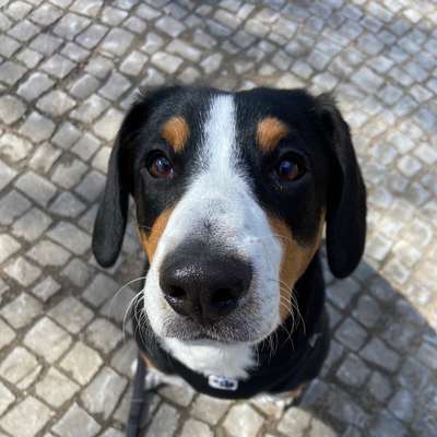 Hundetreffen-Spielrunde in Kaulsdorf und Umgebung