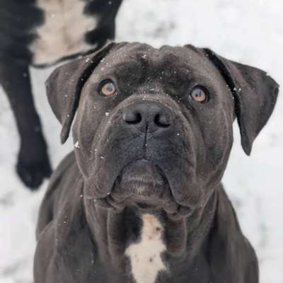 Hundetreffen-Gassi Runde/ Spielrunde-Bild