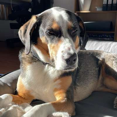 Hundetreffen-Hundesitting in Ritterhude-Bild