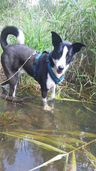 Unsere Fellnasen-Vielfalt im Überblick!-Beitrag-Bild