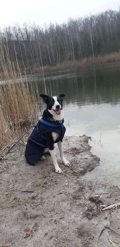 Dogorama-Monats-Challenge-Mai "Wasser"-Beitrag-Bild