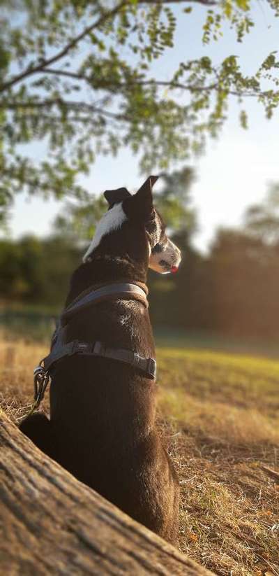 Fotochallenge No. 26                                     Wald und Wiese-Beitrag-Bild