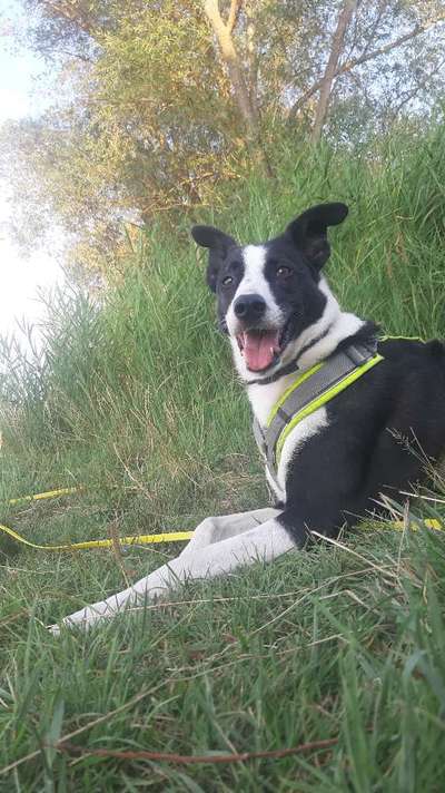 Hundetreffen-Schöne Gassirunde in und um Langenbogen bzw. Umgebung-Bild