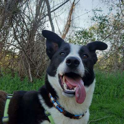 Dogorama Photo Challenge - Einmal lächeln bitte-Beitrag-Bild