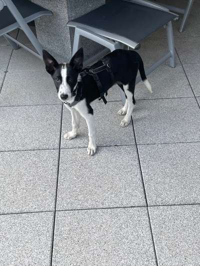 Mischlingshunde Foto Aufruf-Beitrag-Bild