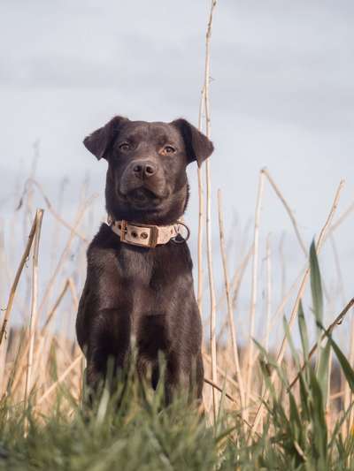 Labradorfans-Beitrag-Bild