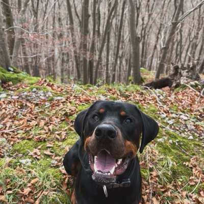 Hundetreffen-Spielbuddy gesucht!-Bild