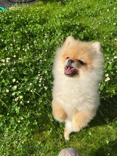 Die Dogorama Monats Challenge "Es grünt und blüht"-Beitrag-Bild