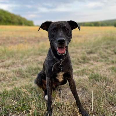 Hundetreffen-Toben, Freilauf oder Training-Bild