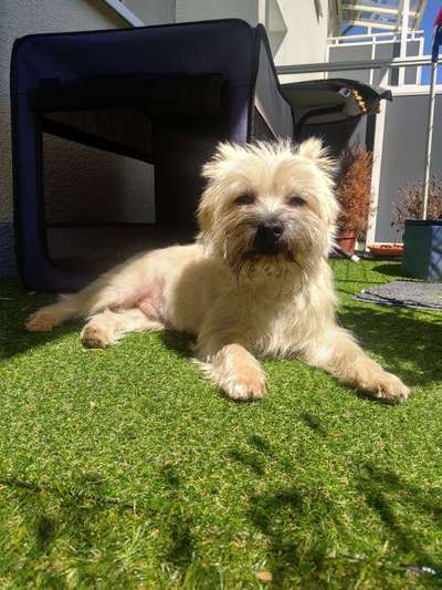 Wuseln hier auch Cairn Terrier rum?-Beitrag-Bild