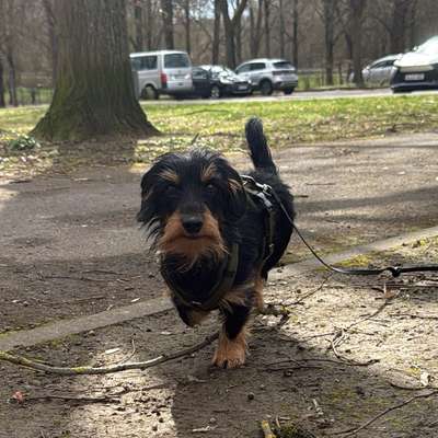 Hundetreffen-WALKIE RUNDE MIT JANGO 🦕-Bild