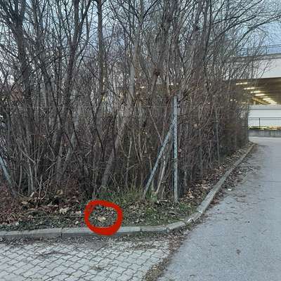 Giftköder-Giftköder (?)-Bild