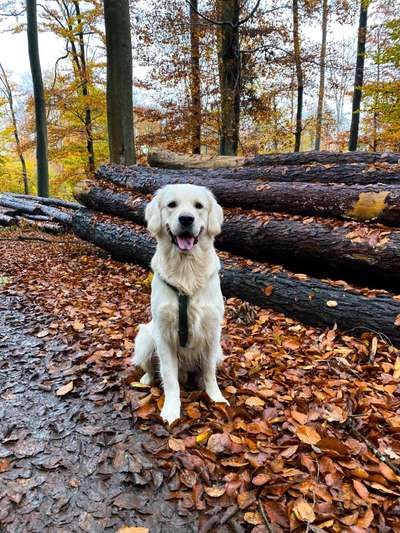 Unsere Fellnasen im Regenbogenland-Beitrag-Bild